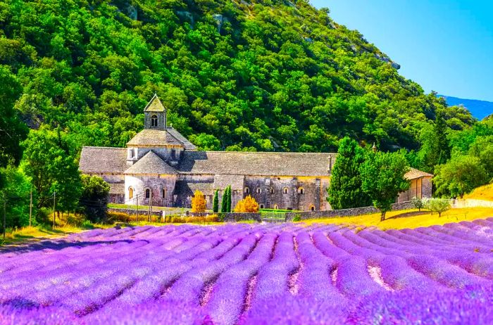 Senanque Abbey in Gordes, Provence, surrounded by blooming lavender fields of purple and blue in Luberon, France