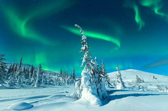 Moonlight illuminating a snow-covered forest beneath the Northern Lights in Levi, Lapland, Finland.