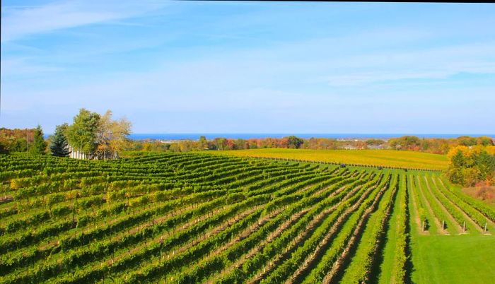 Vineyards in the picturesque landscape of Jordan, Niagara Peninsula, Ontario, Canada