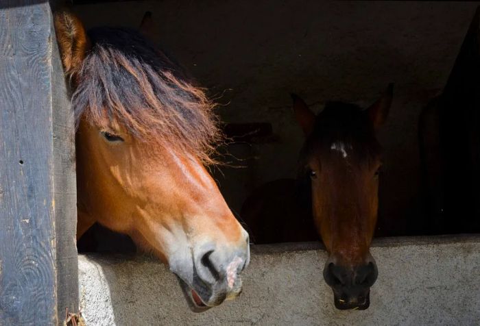 Two horses peering out from a stable.