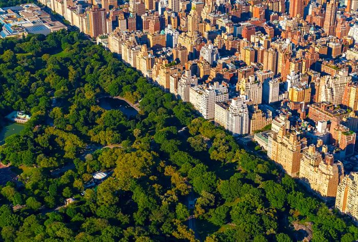 A park enveloped in thick forest adjacent to a cluster of city buildings.