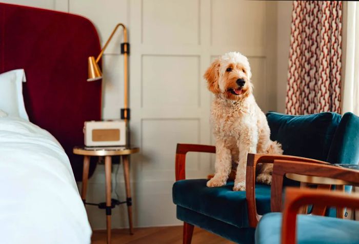 A curly-haired brown dog with brown fur lounges on a blue chair next to the bed.