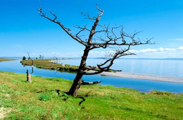 A leafless tree stands on the shore of Lake Khovsgol in Mongolia