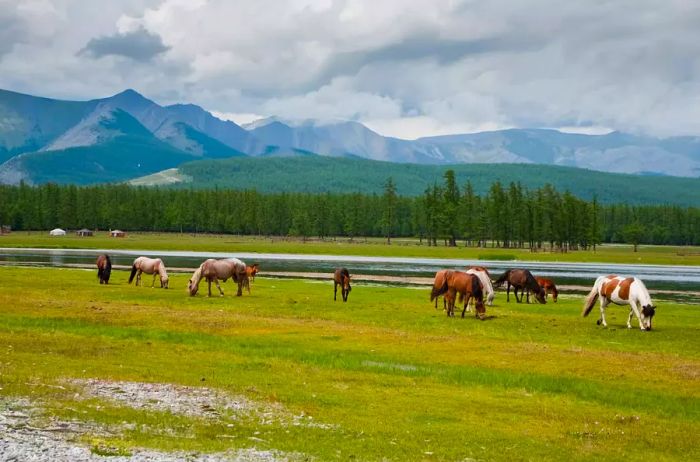 Horses grazing in Mongolia