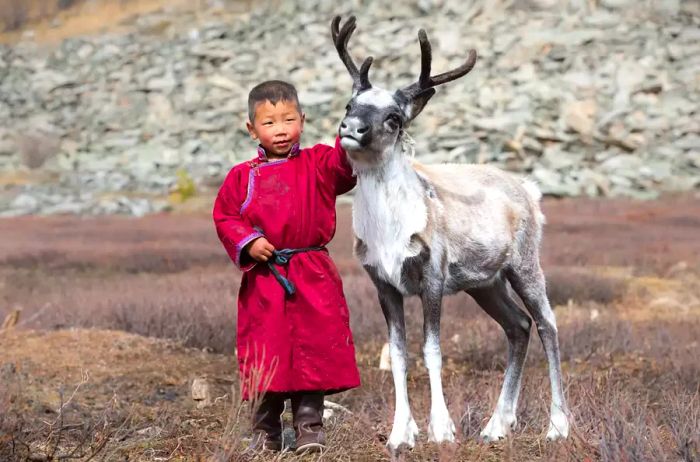 A young Tsaatan boy in traditional deel with a baby reindeer