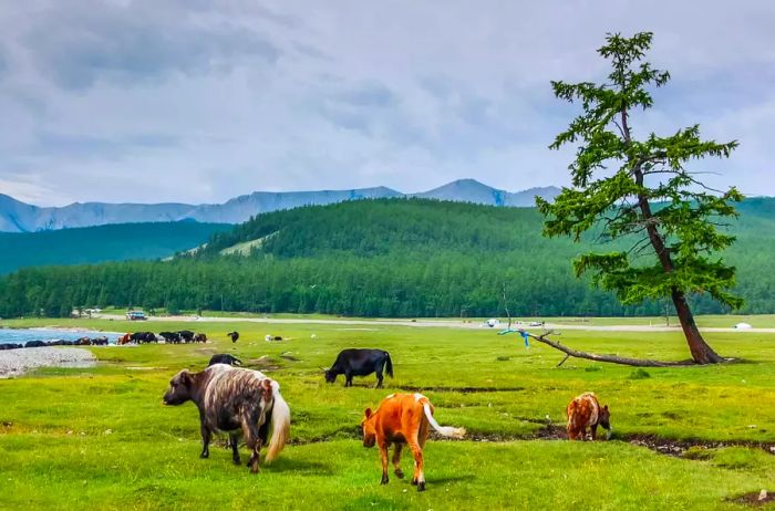 Cattle grazing beside the lake in Khovsgol National Park, Mongolia