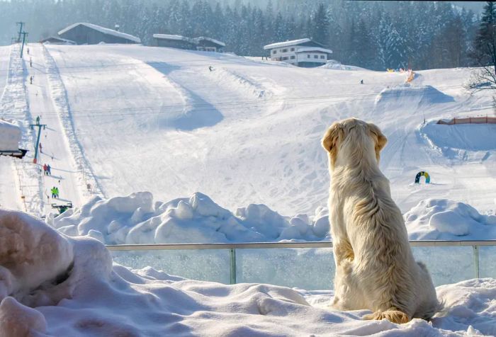 A white dog gazing at the ski slopes in winter