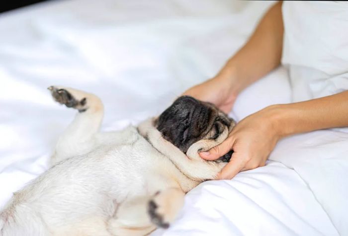 A dog receiving a relaxing massage.