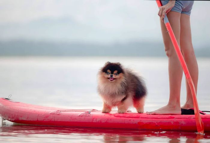 A playful puppy enjoying paddleboarding alongside its owner