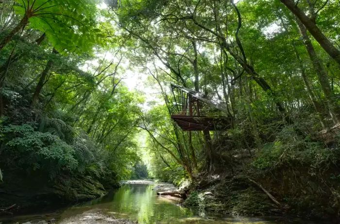 A treehouse perched above a river amidst the trees at Treeful Treehouse Sustainable Resort