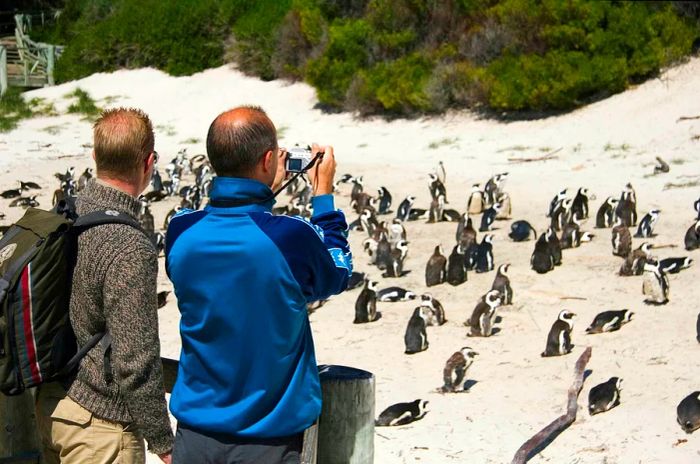 Men taking photos and observing a colony of penguins at Cape Peninsula.