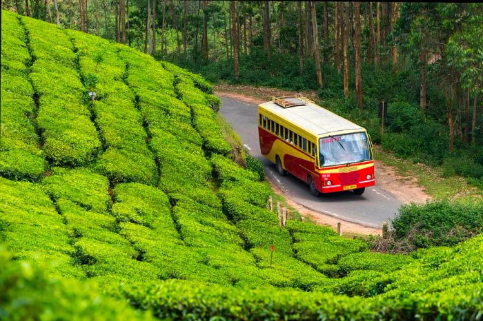 A bus traveling along the roads of Devikulam Tea Plantation, Munnar, Kerala, India