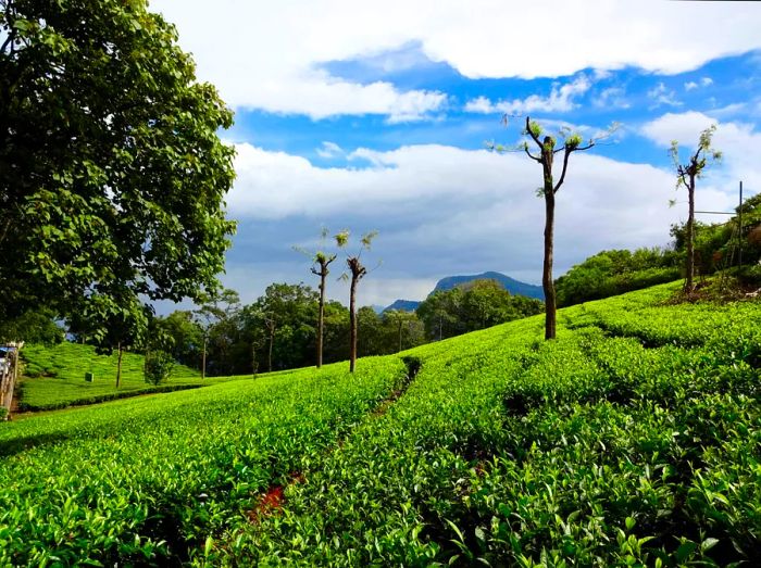 Tea plantations surrounding Lamb’s Rock viewpoint near Coonoor