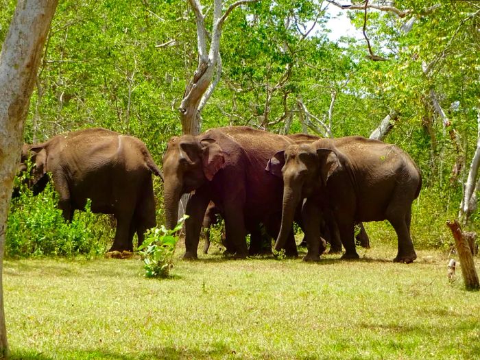 Elephants wandering in Mudumalai Tiger Reserve