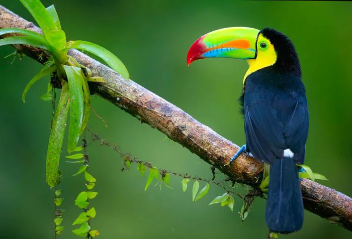 A black toucan with a yellow and red beak perches on a tree branch.