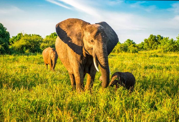 A family of three elephants grazing peacefully on the grasslands of the wilderness.