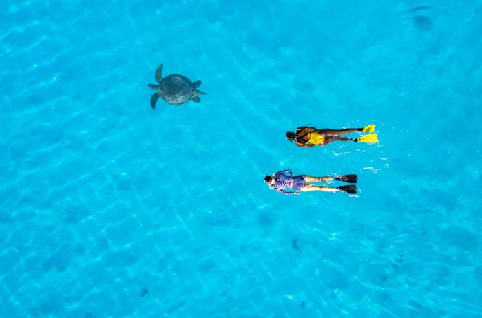 A majestic sea turtle swimming alongside two snorkelers in Australia