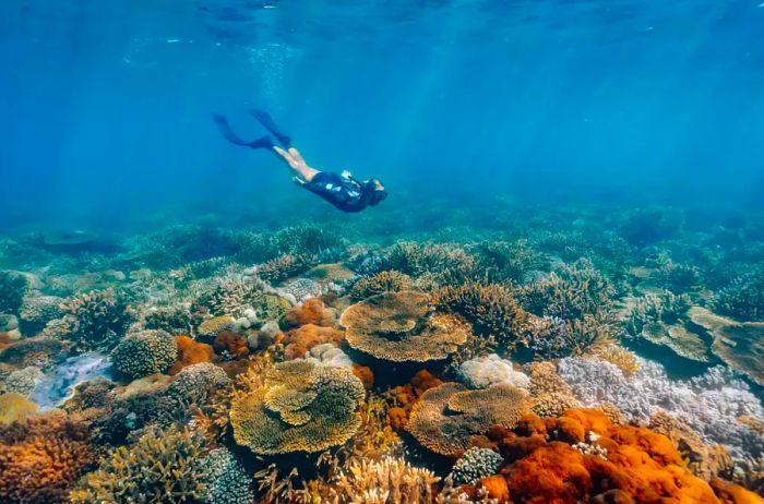 A snorkeler diving down to explore the reef near Great Barrier Island.