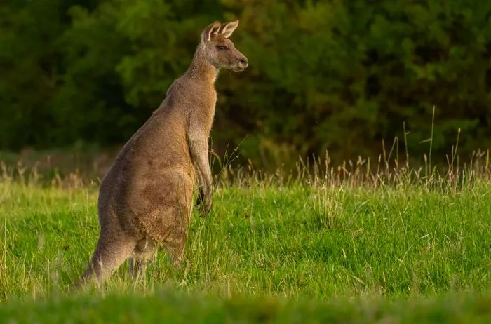 A kangaroo is seen in an open field in Australia.