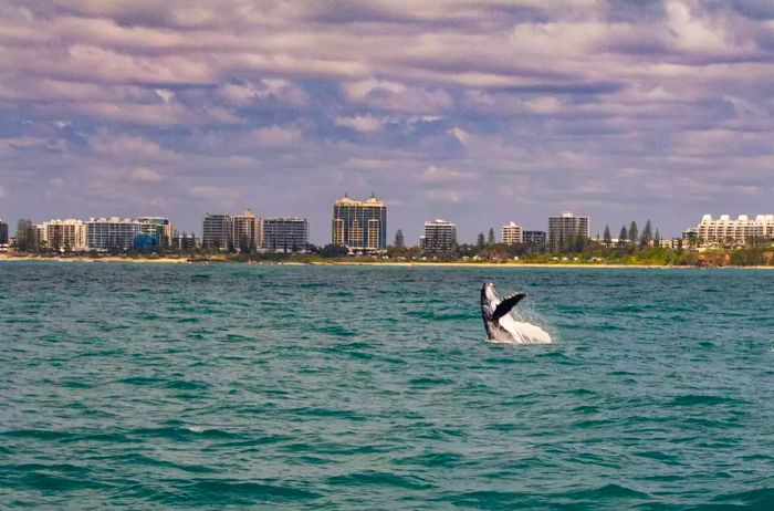 A humpback whale breaching the water with Mooloolaba, Queensland's skyline in the background