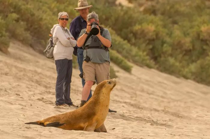 A visitor captures a photograph of a sea lion lounging on the beach in Australia.