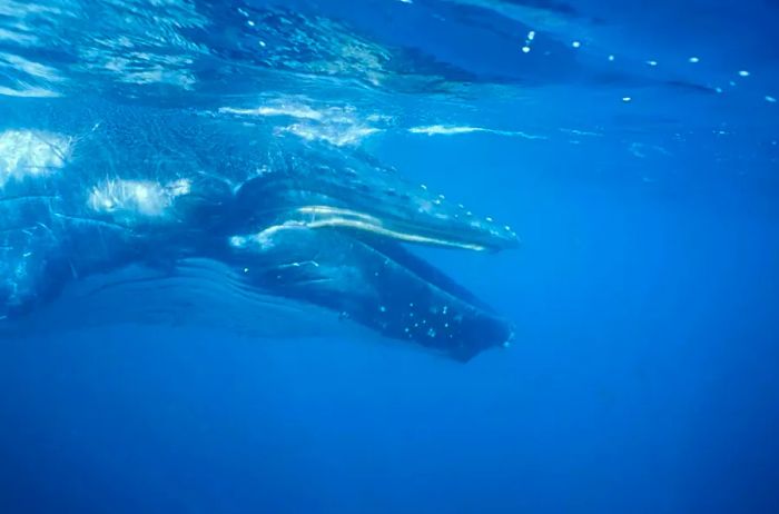 A newborn Southern Humpback Whale calf seen in profile underwater near Eden, New South Wales