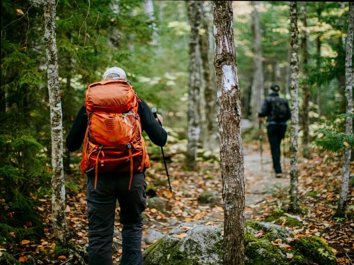 A hiker with an orange backpack strolls by a white blaze-marked tree along the Appalachian Trail in Maine.