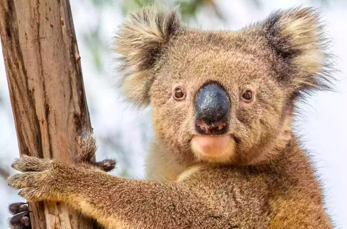 A koala perched in a tree in Australia.