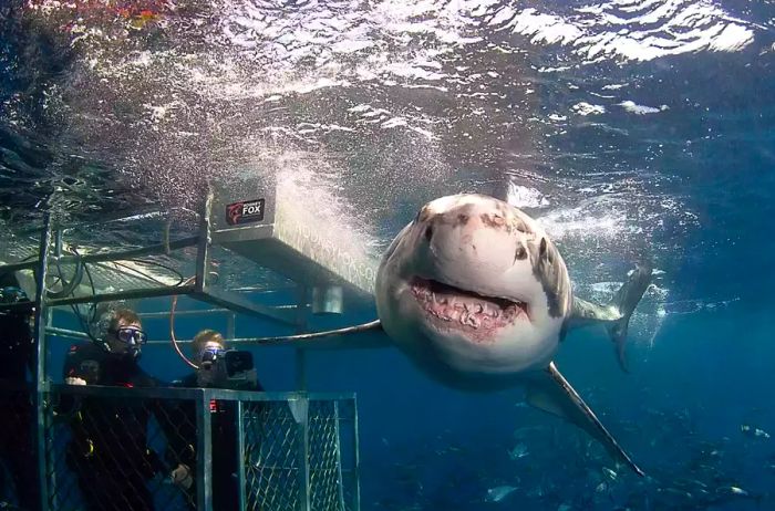 Guests participating in a cage dive with Rodney Fox Shark Expeditions at Neptune Islands Conservation Park, Port Lincoln in South Australia