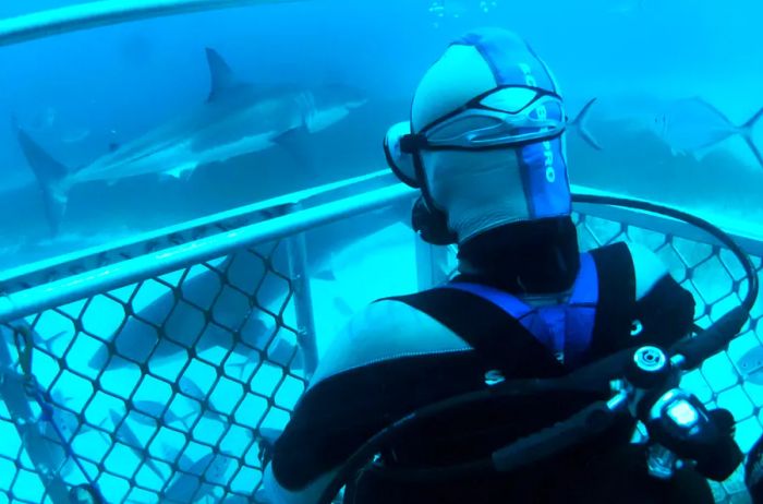 Guests participating in a cage dive with the Rodney Fox Shark Expeditions at Neptune Islands Conservation Park, Port Lincoln in South Australia