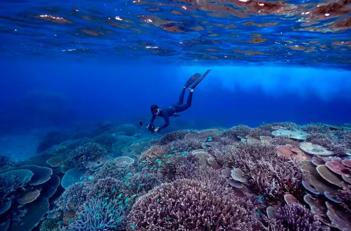 A marine biologist explores the outer reaches of the Great Barrier Reef.