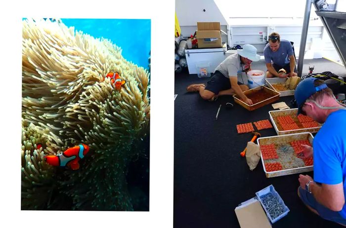 Two images from Australia's Great Barrier Reef: one featuring clownfish and their anemone home, and the other showing scientists preparing tiles for reef restoration.