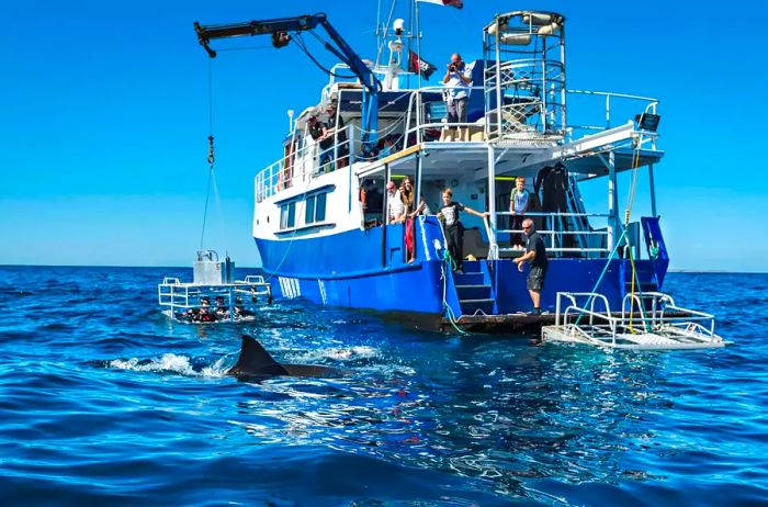 Guests boarding and disembarking from the Rodney Fox Shark Expeditions near North Neptune Island in South Australia