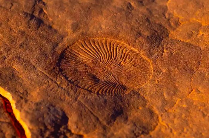 A fossil at the Ediacara Fossil Site in Nilpena.