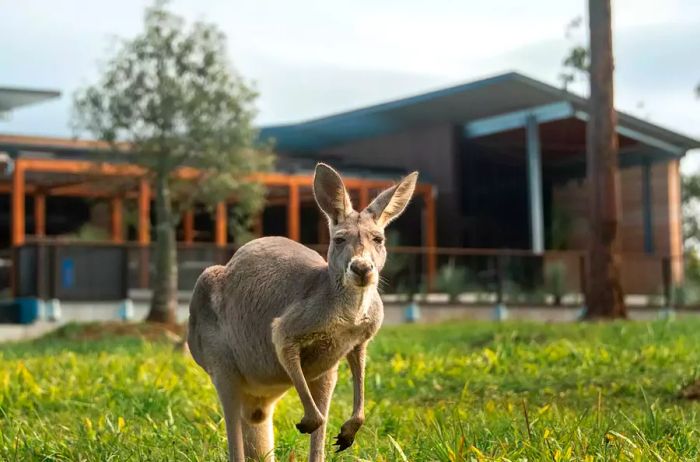 A kangaroo standing in front of the Crocodile Hunter Lodge