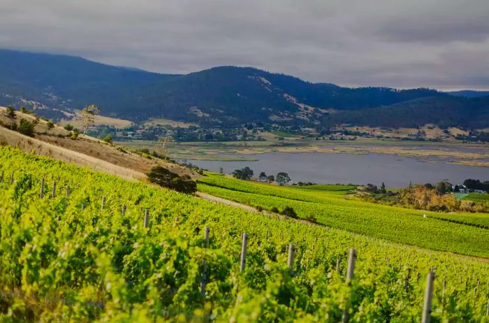 A picturesque view of vineyards alongside a river in Tasmania