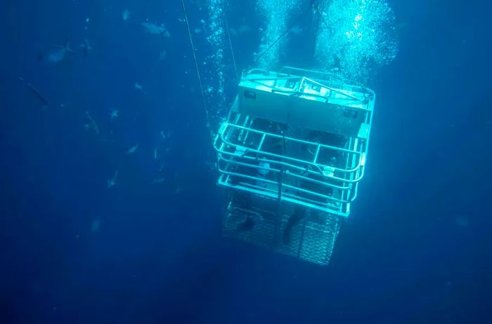 Guests participating in a cage dive with the Rodney Fox Shark Expeditions near Neptune Island in South Australia