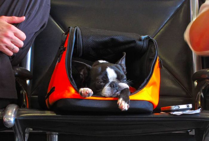 A dog patiently waits in its carry-on at the Atlanta airport in Georgia.