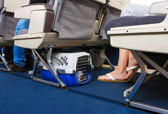 A dog inside a carrier placed under an airplane seat.