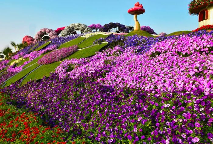 Vibrant flowers blanket the slope in this area of the Dubai Miracle Garden.