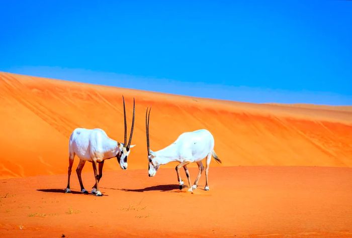 Two white Arabian oryx standing head to head against the backdrop of the orange desert.