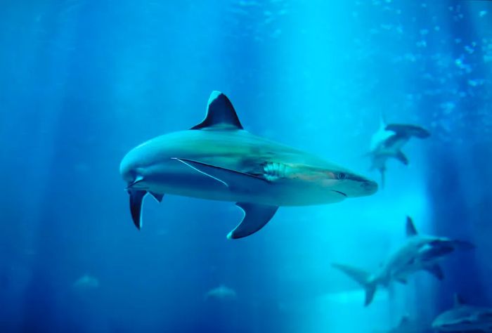 Different species of sharks glide through a gigantic aquarium.