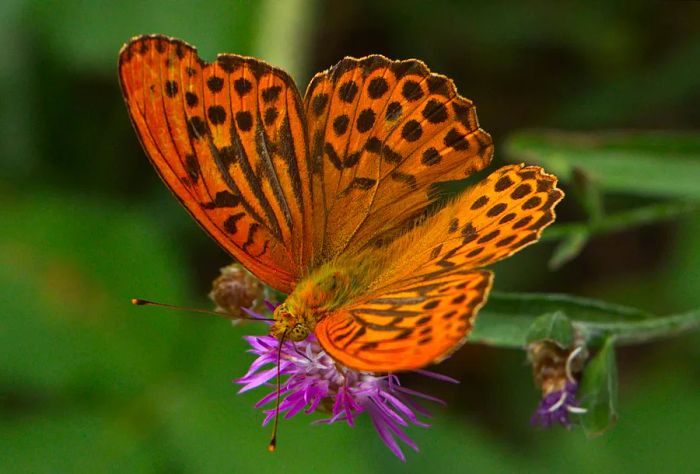 A yellow butterfly with black spots delicately landing on a flower.