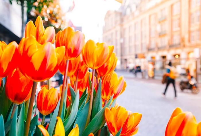 Vibrant orange tulips bloom in the foreground with charming buildings lining the street in the background.