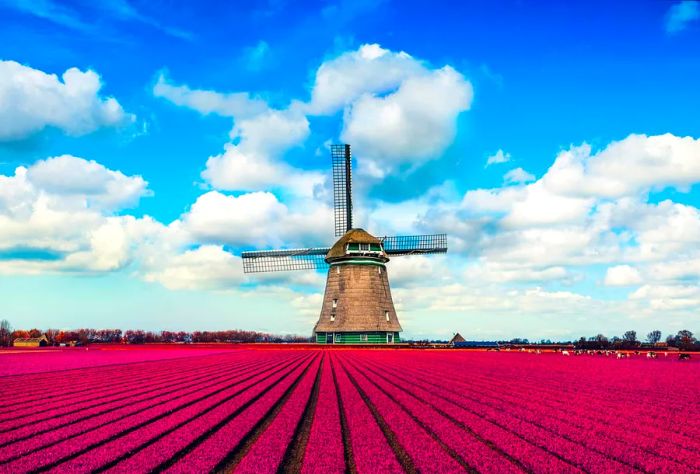 Vibrant tulip fields bloom in front of a traditional Dutch windmill, framed by a stunning blue sky and dramatic clouds over the purple blossoms in spring.