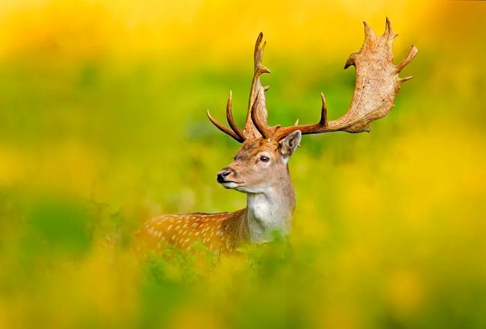 A deer grazing on a lush green meadow.