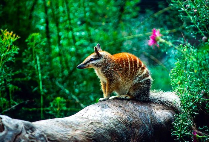 NATURE_NUMBAT