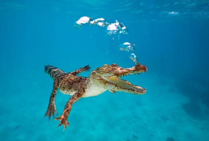 NATURE_AUSTRALIAN_SALTWATER_CROCODILE