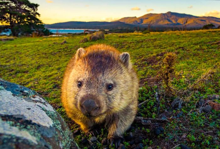 AUSTRALIA_TASMANIA_THEME_NATURE_WOMBAT