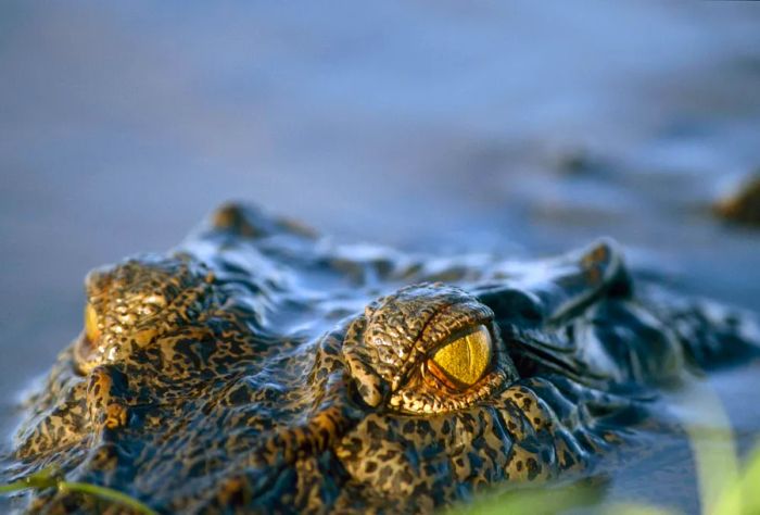 AUSTRALIA_KAKADU_NATIONAL_PARK_THEME_ANIMAL_CROCODILE